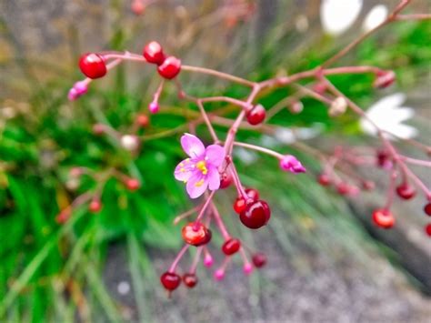 三時花|【植物図鑑】ハゼランの特徴や育て方・花言葉を紹介！栄養たっ。